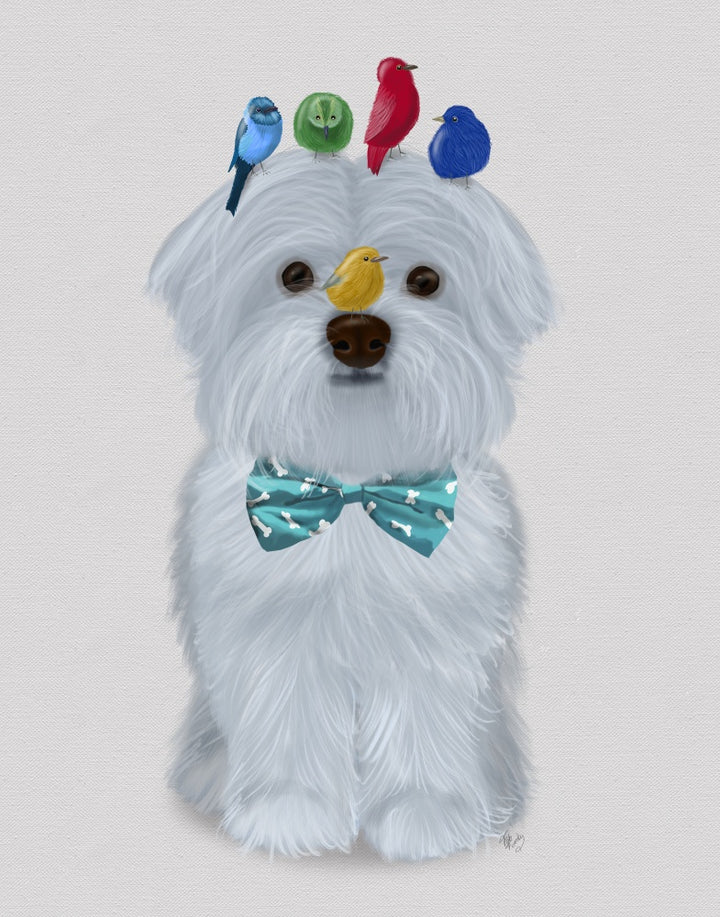 Maltese and Birds
