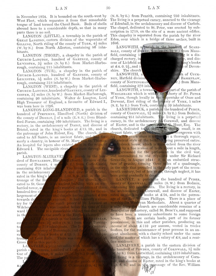 Dog Au Vin, Basset Hound
