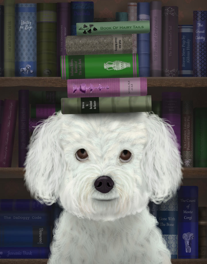Bichon Frise and Books