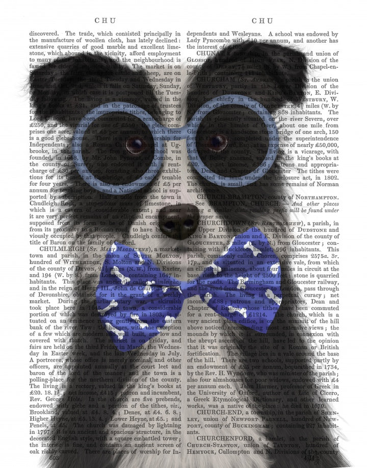 Border Collie, Black and White, with Glasses and Bow Tie
