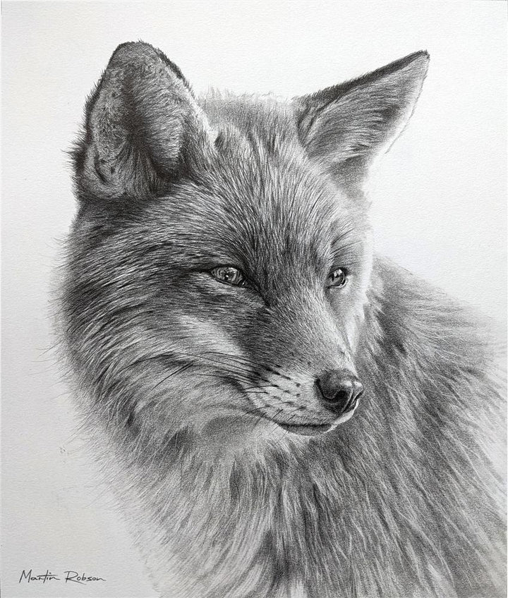 Curious Fox- Study