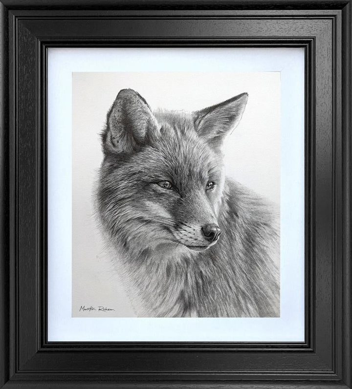 Curious Fox- Study