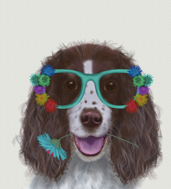 Springer Spaniel Wall Art Prints