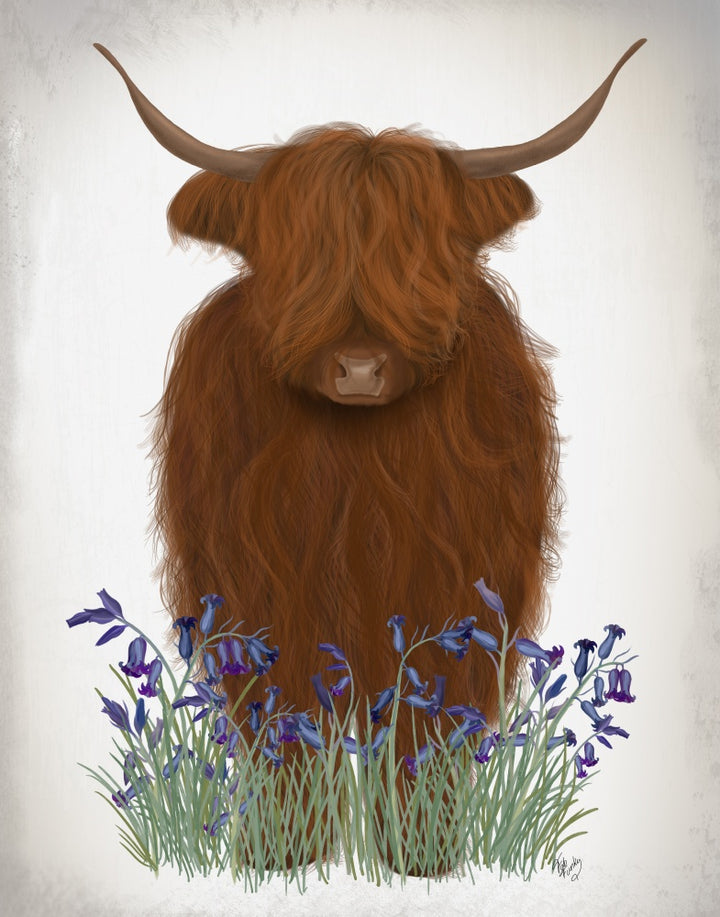 Highland Cow, Bluebell