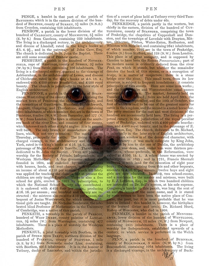 Yellow Labrador and Tennis Balls