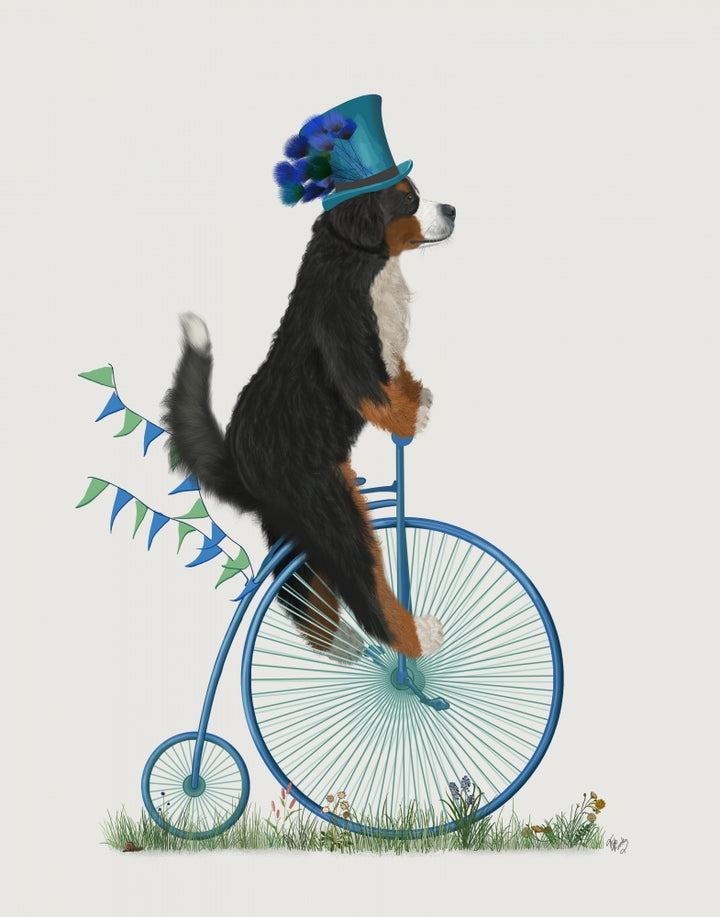 Bernese on Penny Farthing
