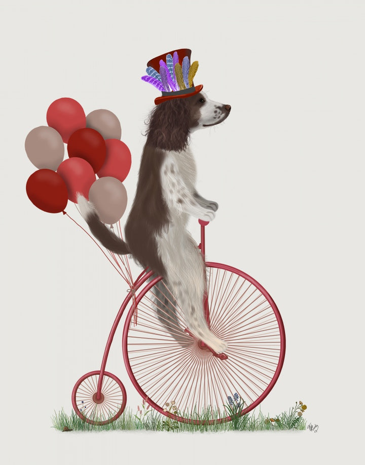 Springer Spaniel Brown and White on Penny Farthing