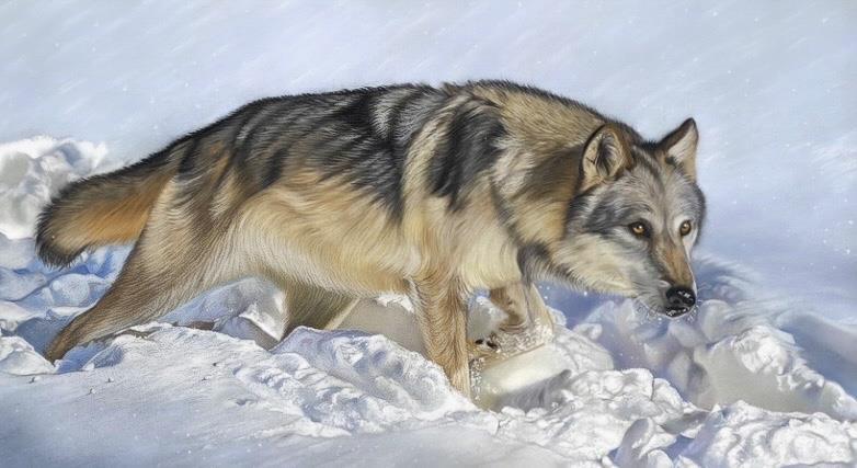 Arctic Wolf