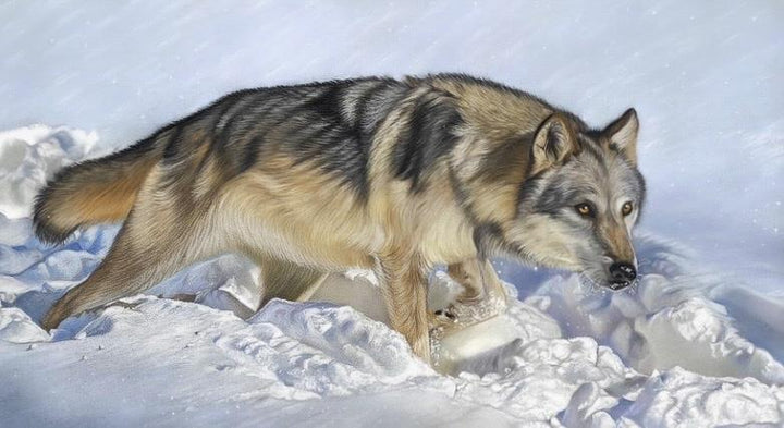 Arctic Wolf