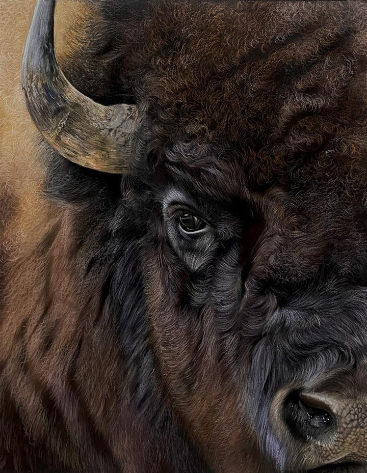 Bison