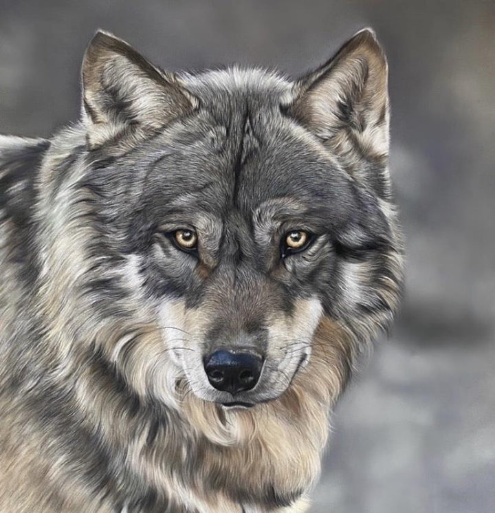 Grey Wolf