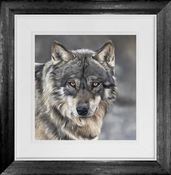 Grey Wolf
