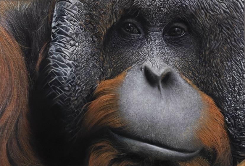 Orangutan