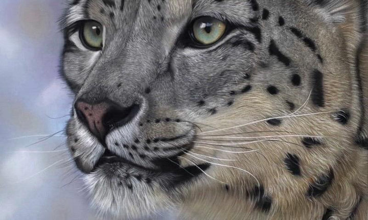Snow Leopard