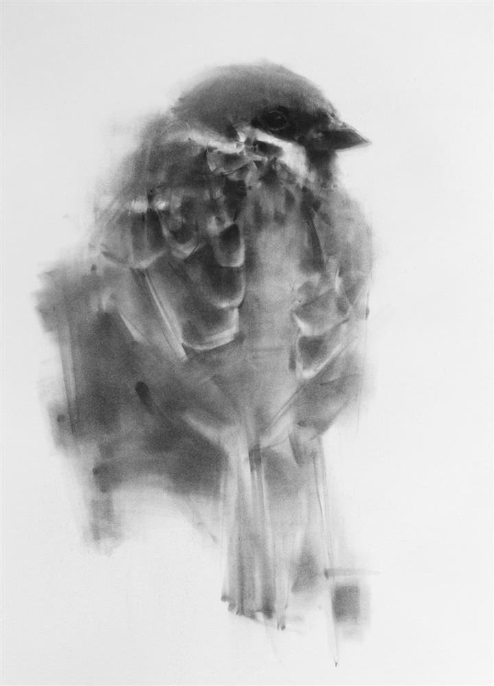 Sparrow No.12