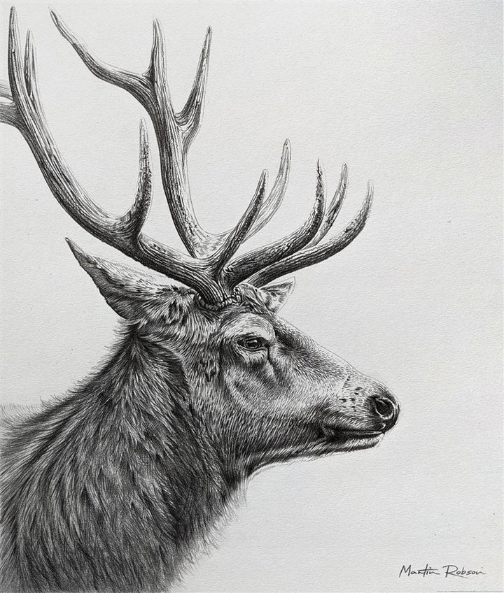 The Noble Stag - Study